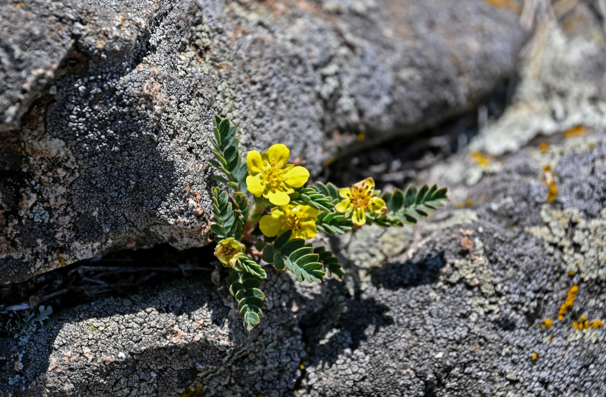 Изображение особи Potentilla bifurca.