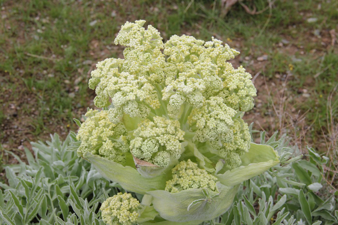 Изображение особи Ferula foetida.