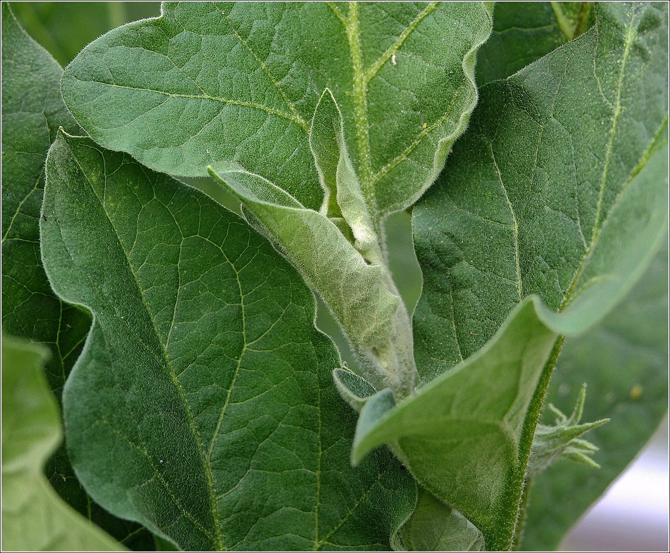 Image of Solanum melongena specimen.