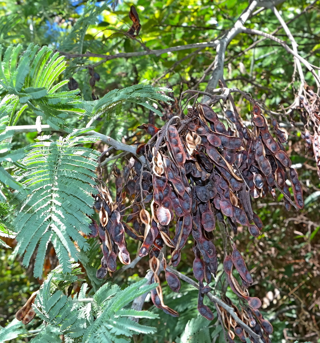 Изображение особи Acacia dealbata.