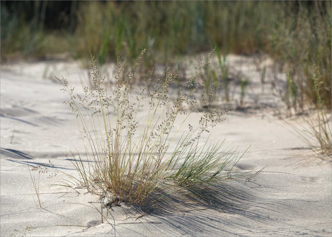 Изображение особи род Festuca.