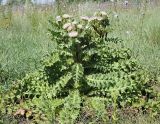 Cirsium roseolum