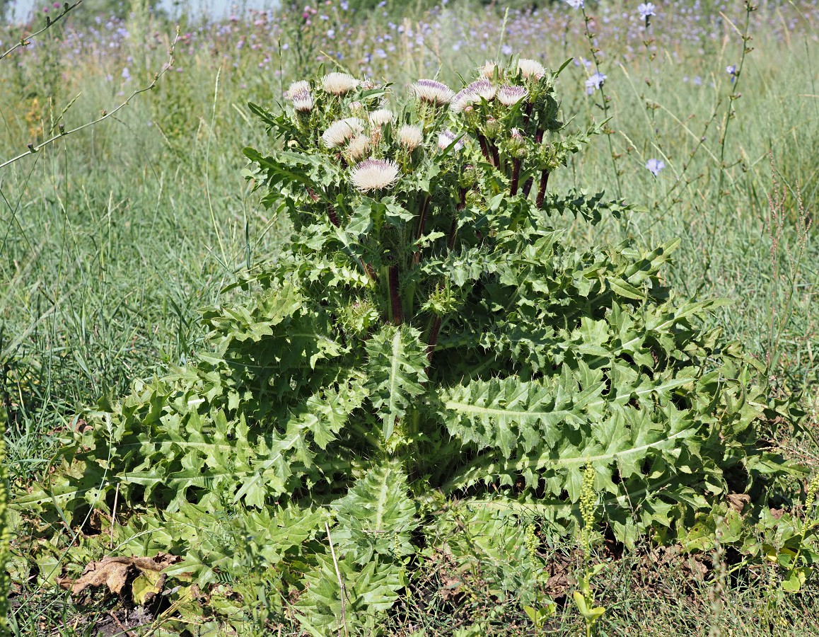 Image of Cirsium roseolum specimen.