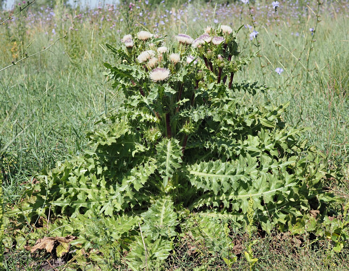 Изображение особи Cirsium roseolum.