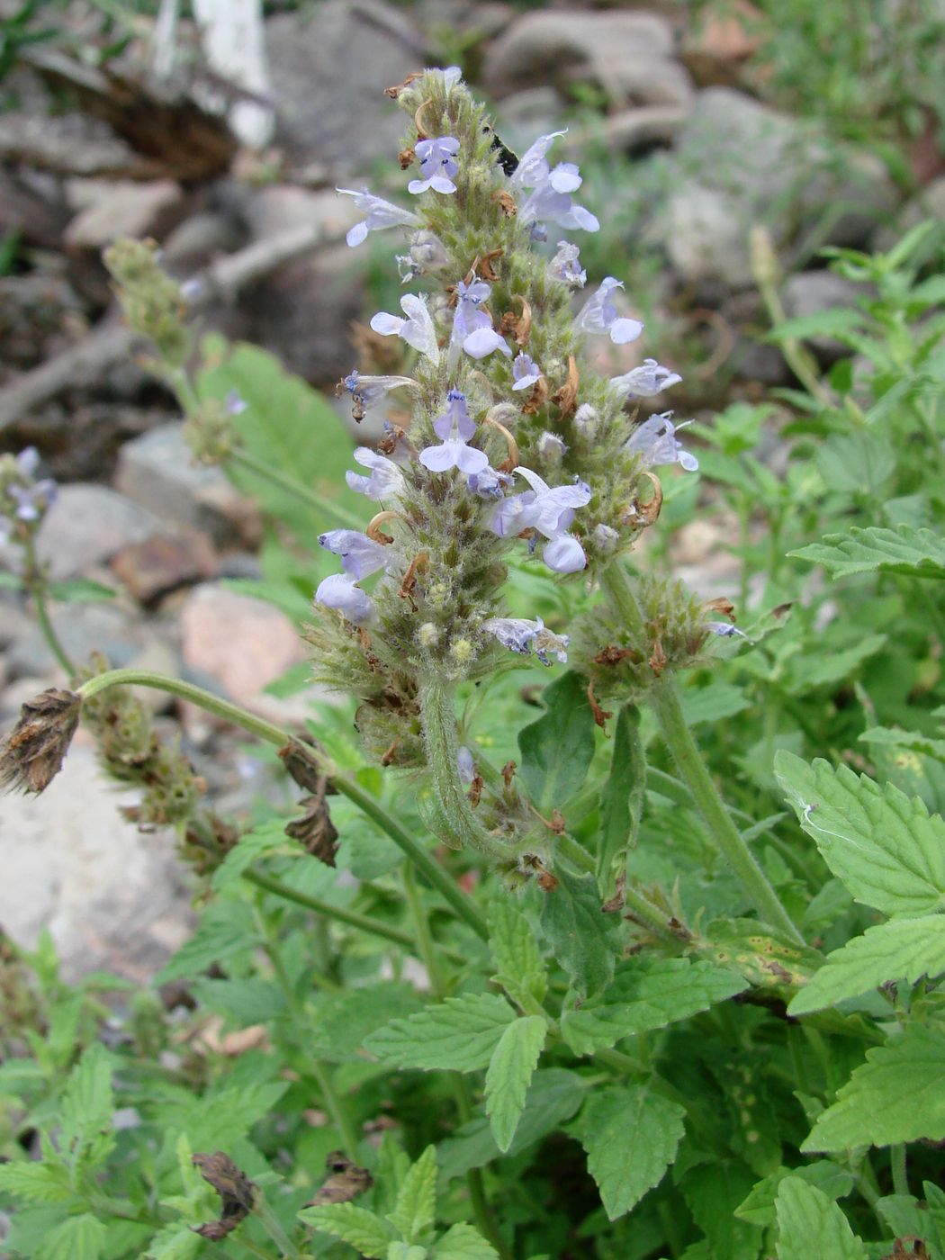 Image of Nepeta alatavica specimen.