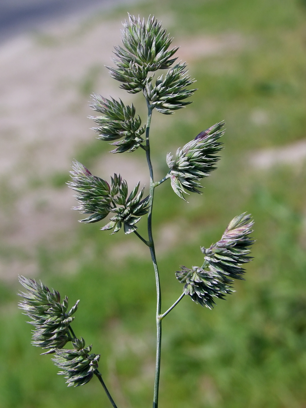 Изображение особи Dactylis glomerata.