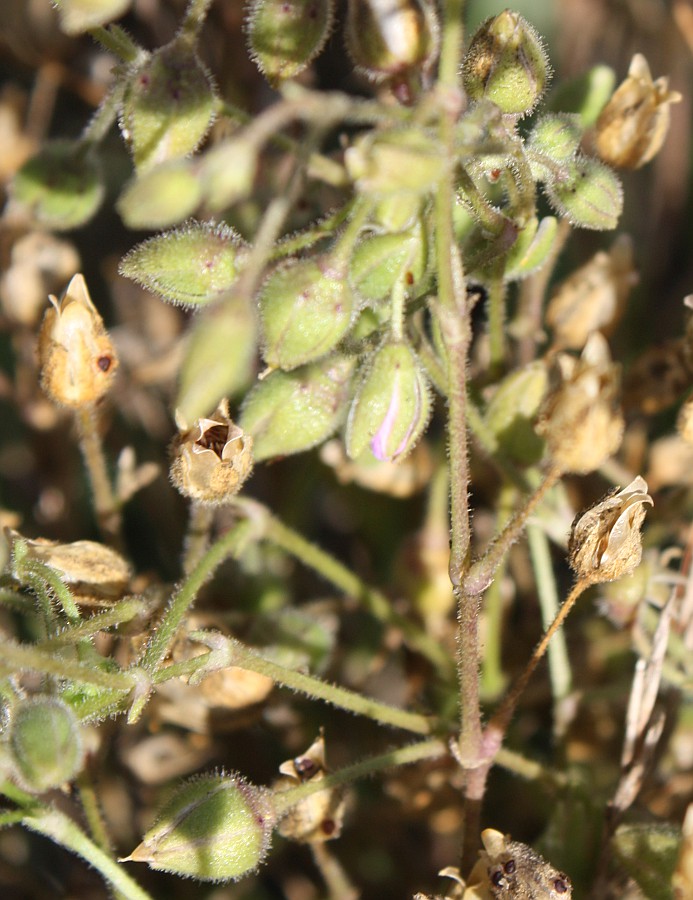 Image of Spergularia media specimen.