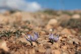 Colchicum triphyllum