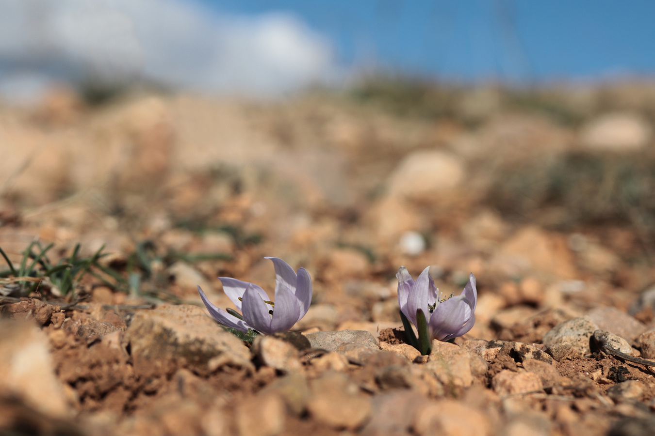 Изображение особи Colchicum triphyllum.