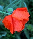 Papaver setiferum