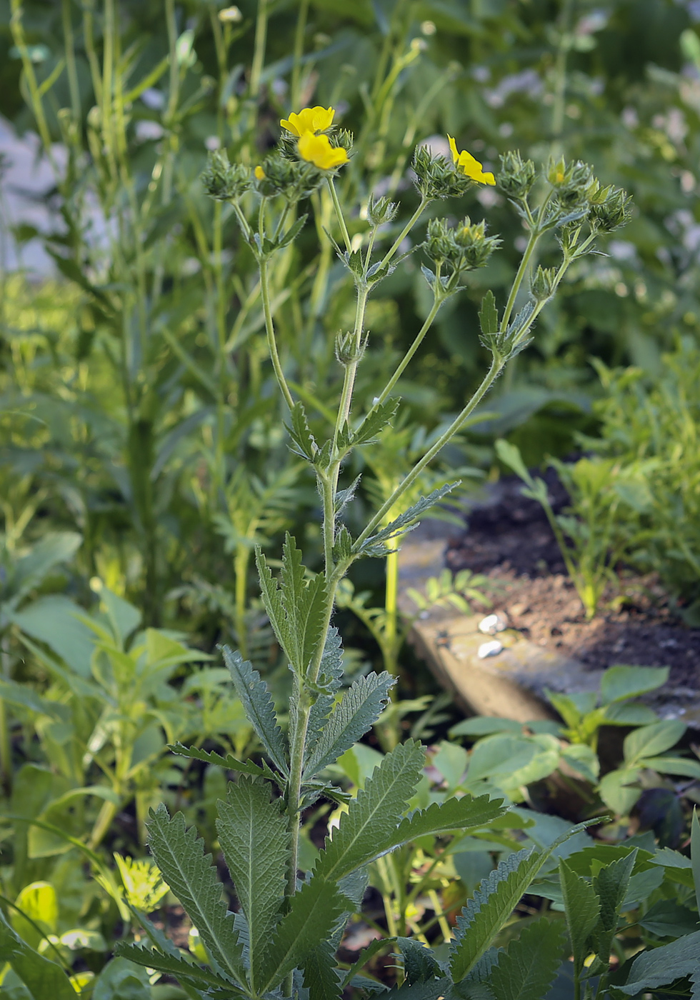 Изображение особи Potentilla recta.