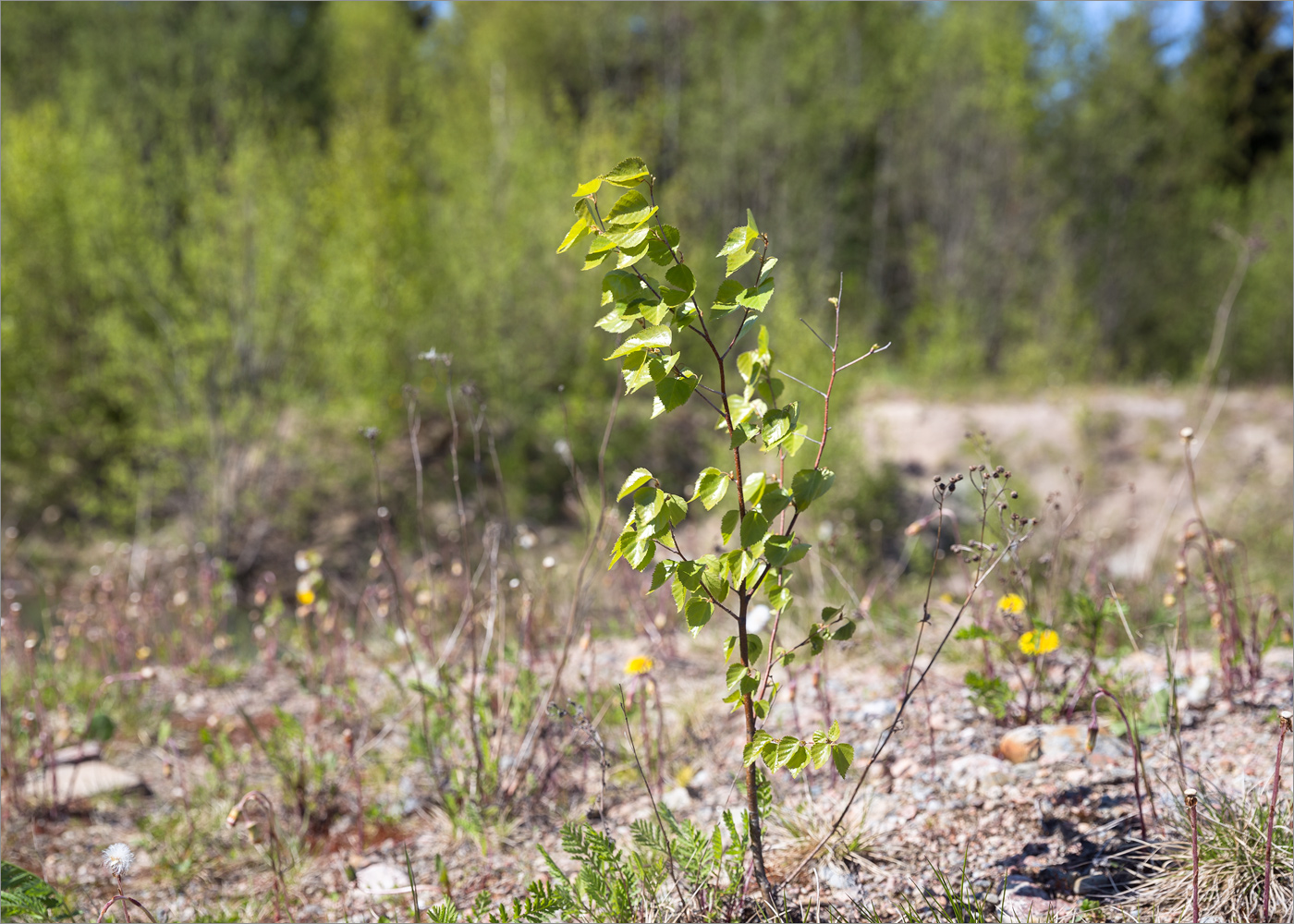 Изображение особи Betula pendula.