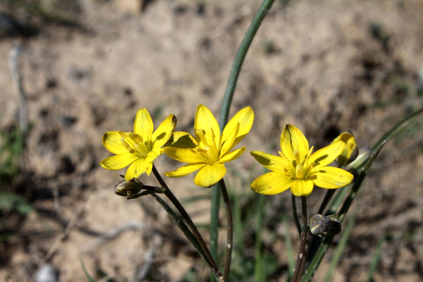 Image of genus Gagea specimen.