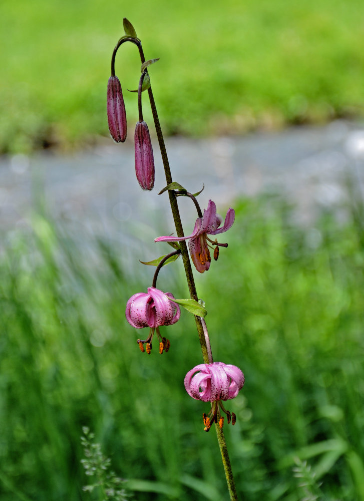 Image of Lilium pilosiusculum specimen.