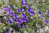 Campanula aucheri