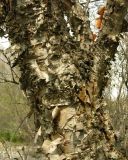 Betula tianschanica. Ствол старого дерева. Казахстан, Угамский хребет, ущелье р. Сазаната. 30.04.2006.