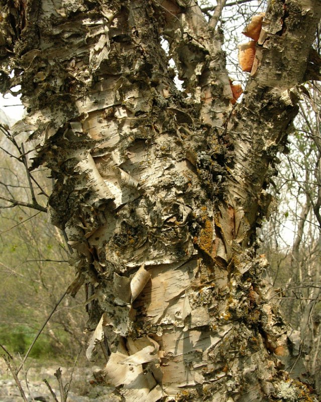 Изображение особи Betula tianschanica.