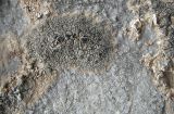 genus Aspicilia