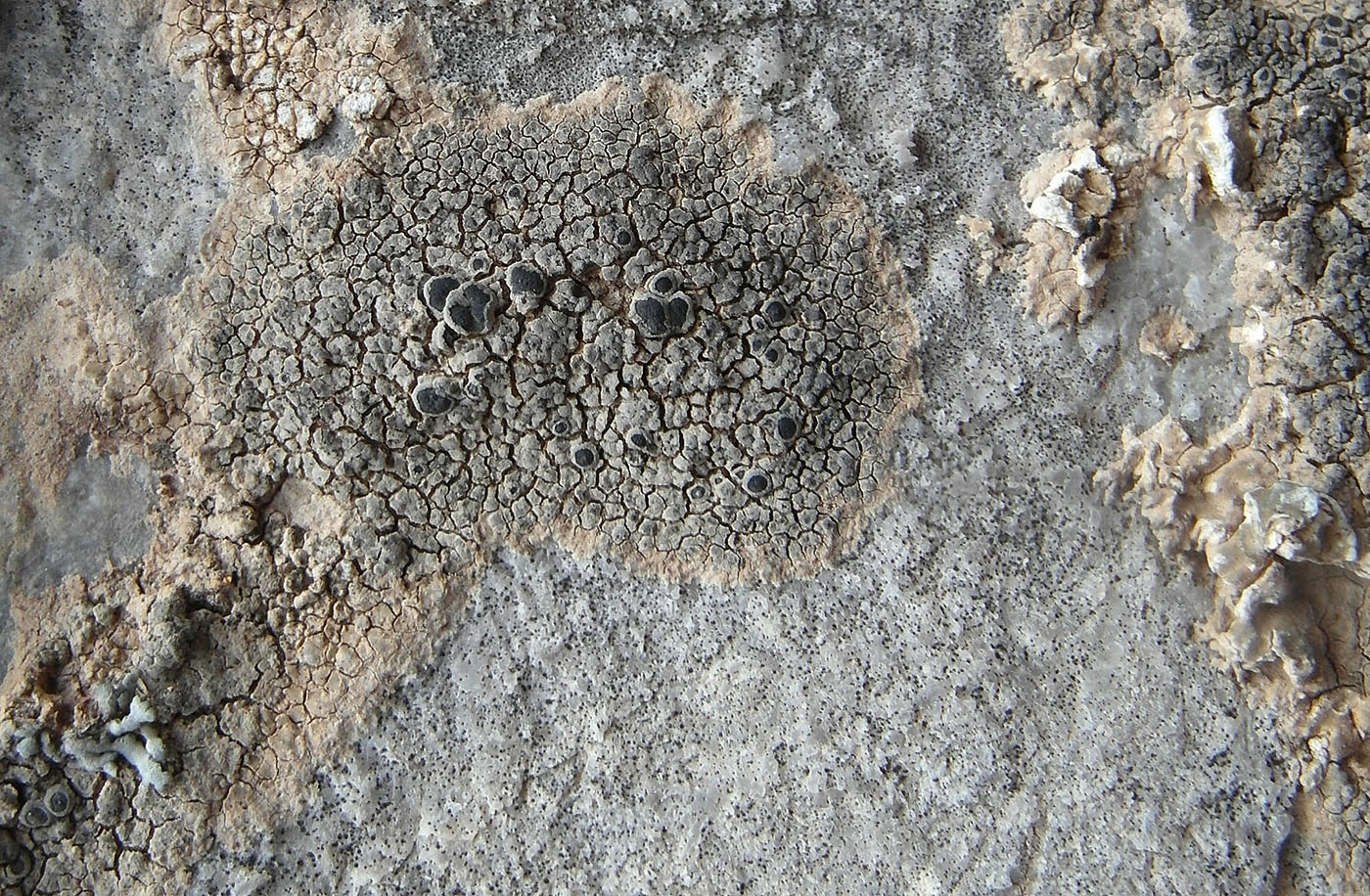 Image of genus Aspicilia specimen.