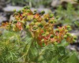 Euphorbia cyparissias. Соплодие. Испания, автономное сообщество Каталония, провинция Барселона, комарка Бергеда, муниципалитет Сальдес, подножие горы Педрафорка, окр. смотр. площадки \"Гресолет\", 1557 м н.у.м., подножие осыпи. 11.06.2023.