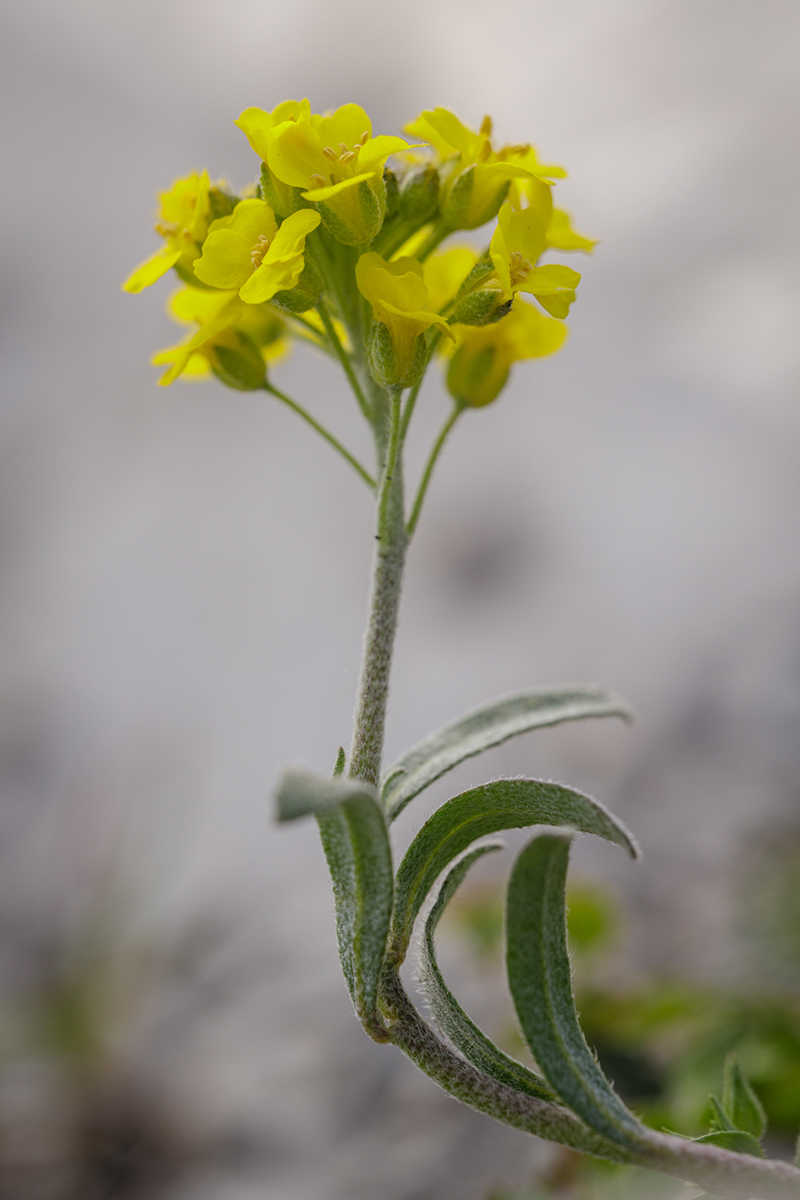 Изображение особи Alyssum trichostachyum.