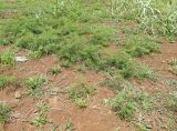 Leucaena leucocephala. Цветущие растения. Чили, обл. Valparaiso, провинция Isla de Pascua, г. Hanga Roa, пустырь. 11.03.2023.