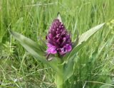 Dactylorhiza euxina. Верхушка цветущего растения. Дагестан, Агульский р-н, 3 км ССЗ с. Чираг, влажный луг. 25 июня 2023 г.