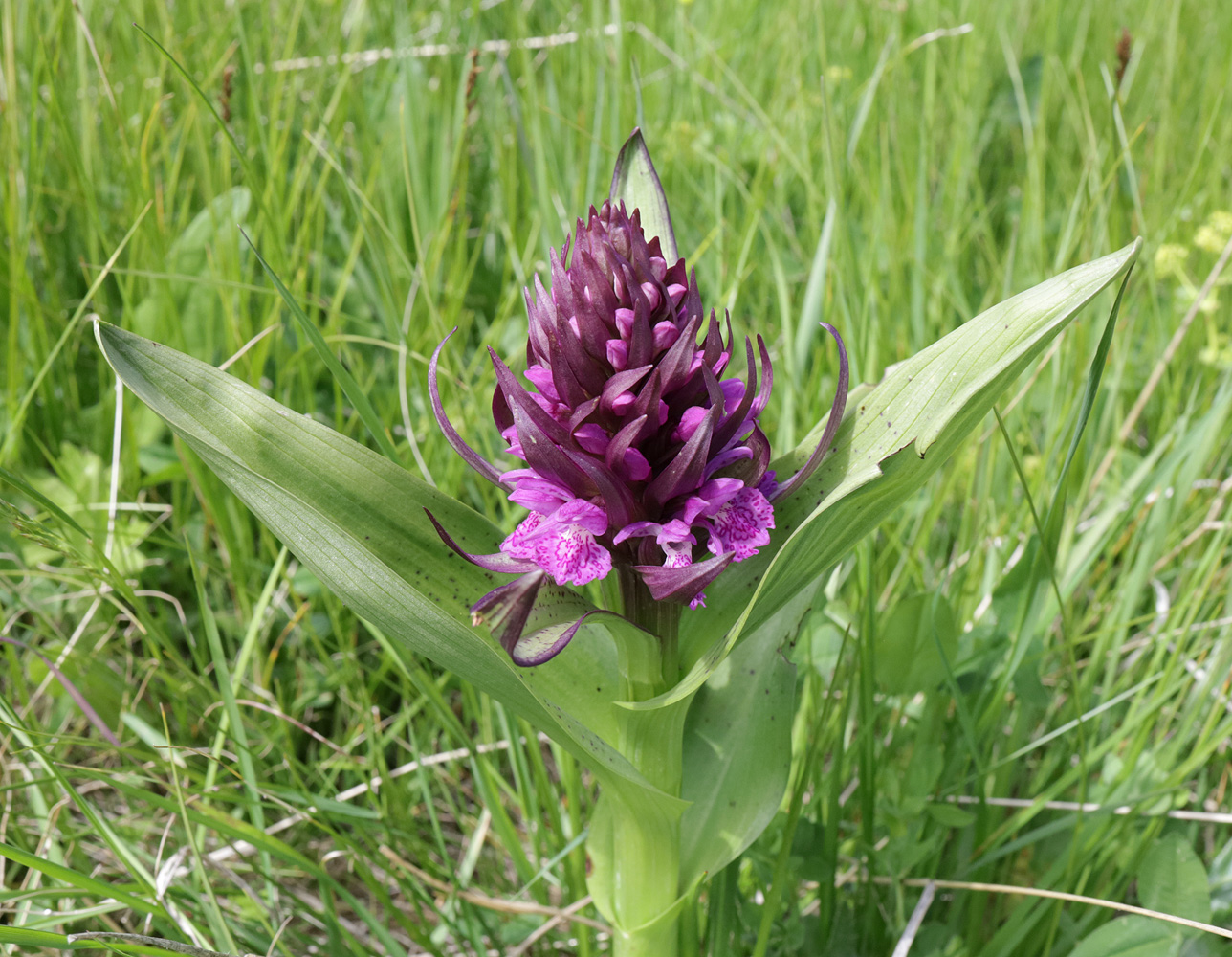 Image of Dactylorhiza euxina specimen.