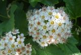 Physocarpus opulifolius