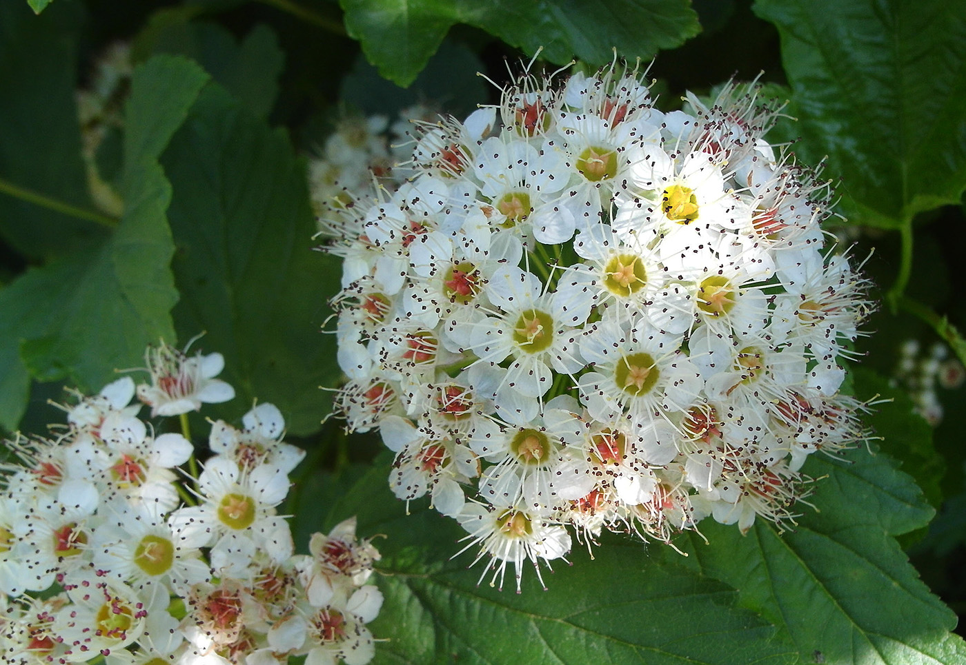 Image of Physocarpus opulifolius specimen.