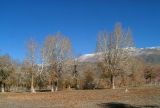 Populus laurifolia. Тополёвый лес. Растения в конце вегетации. Республика Алтай, Кош-Агачский р-н, берег р. Чуя у впадения р. Тыдтуярык. 30.09.2008.