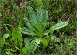 Dipsacus fullonum