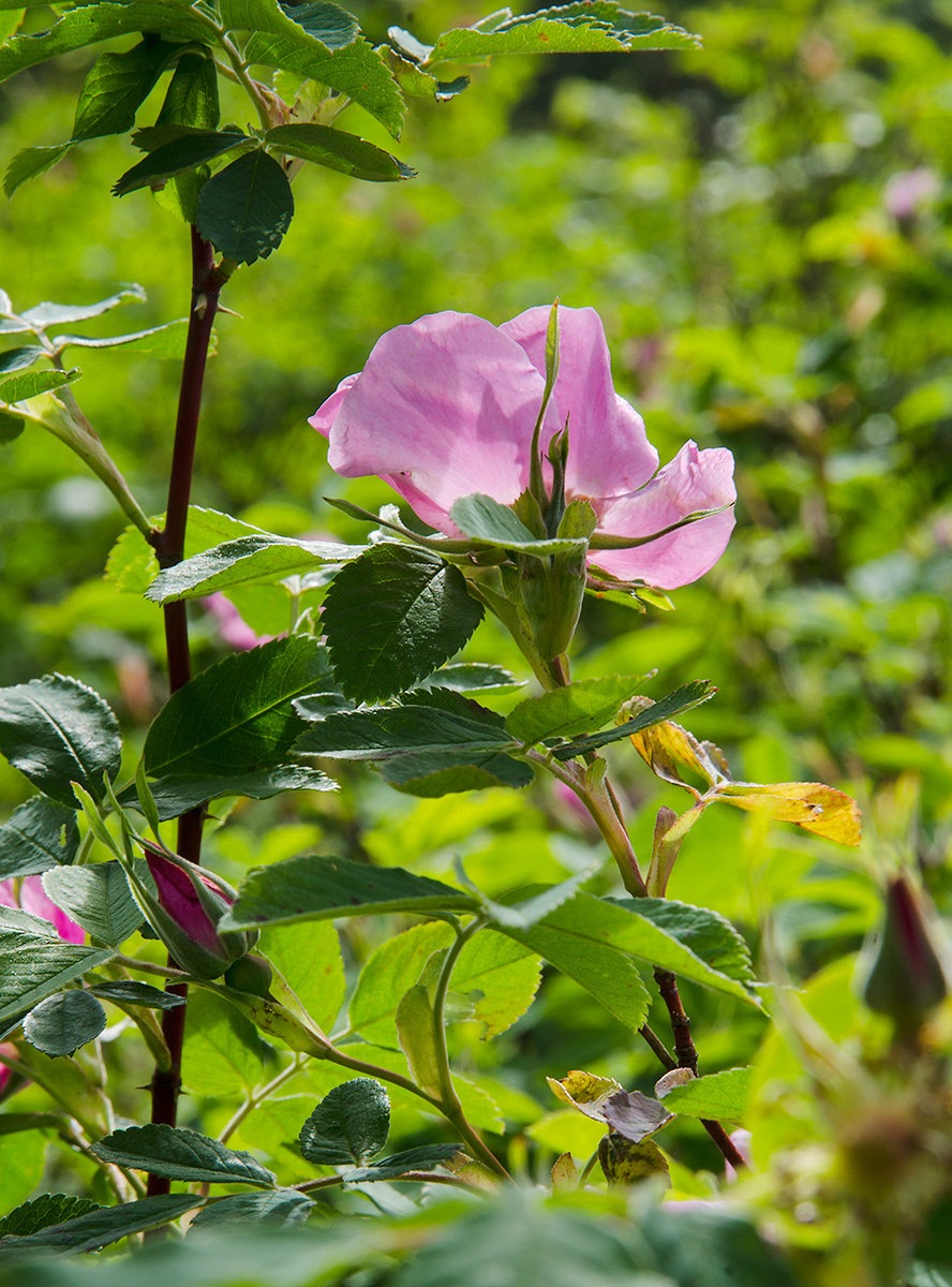 Изображение особи род Rosa.