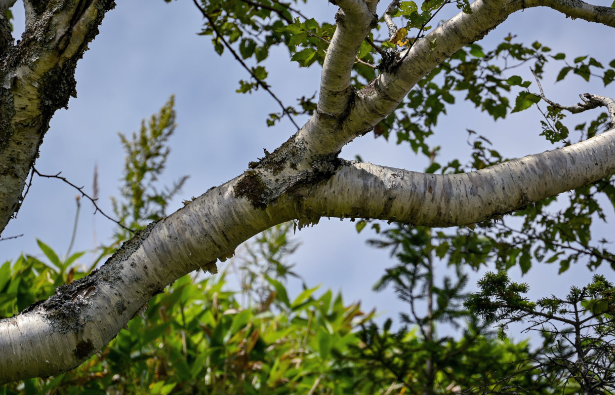 Изображение особи Betula ermanii.