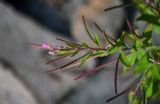 genus Epilobium. Верхушка побега с цветками и плодами. Курильские о-ва, о-в Итуруп, бухта Водопадная, каменистый пляж. 16.08.2023.