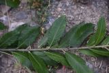 Salix cinerea