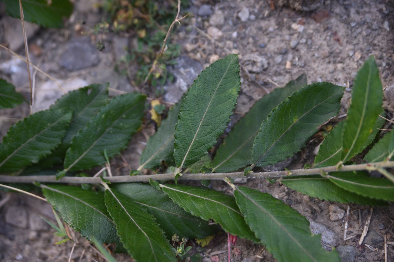 Изображение особи Salix cinerea.