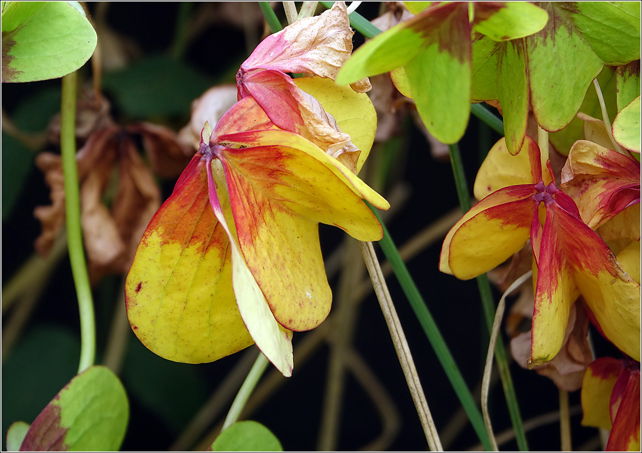 Изображение особи Oxalis tetraphylla.