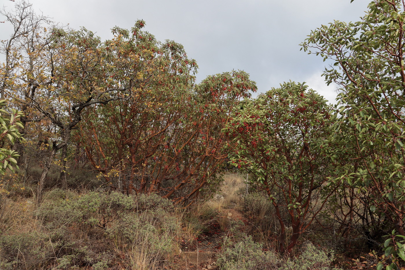 Изображение особи Arbutus andrachne.