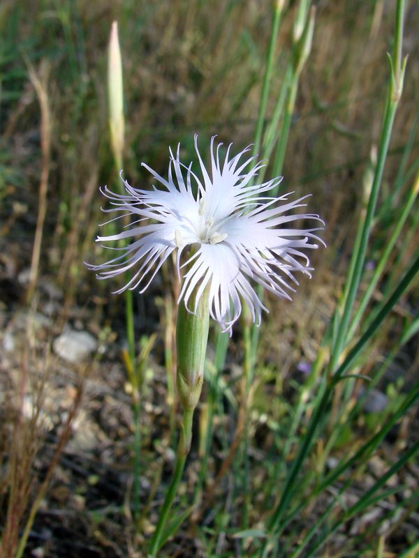 Изображение особи Dianthus tetralepis.