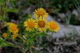 Inula britannica