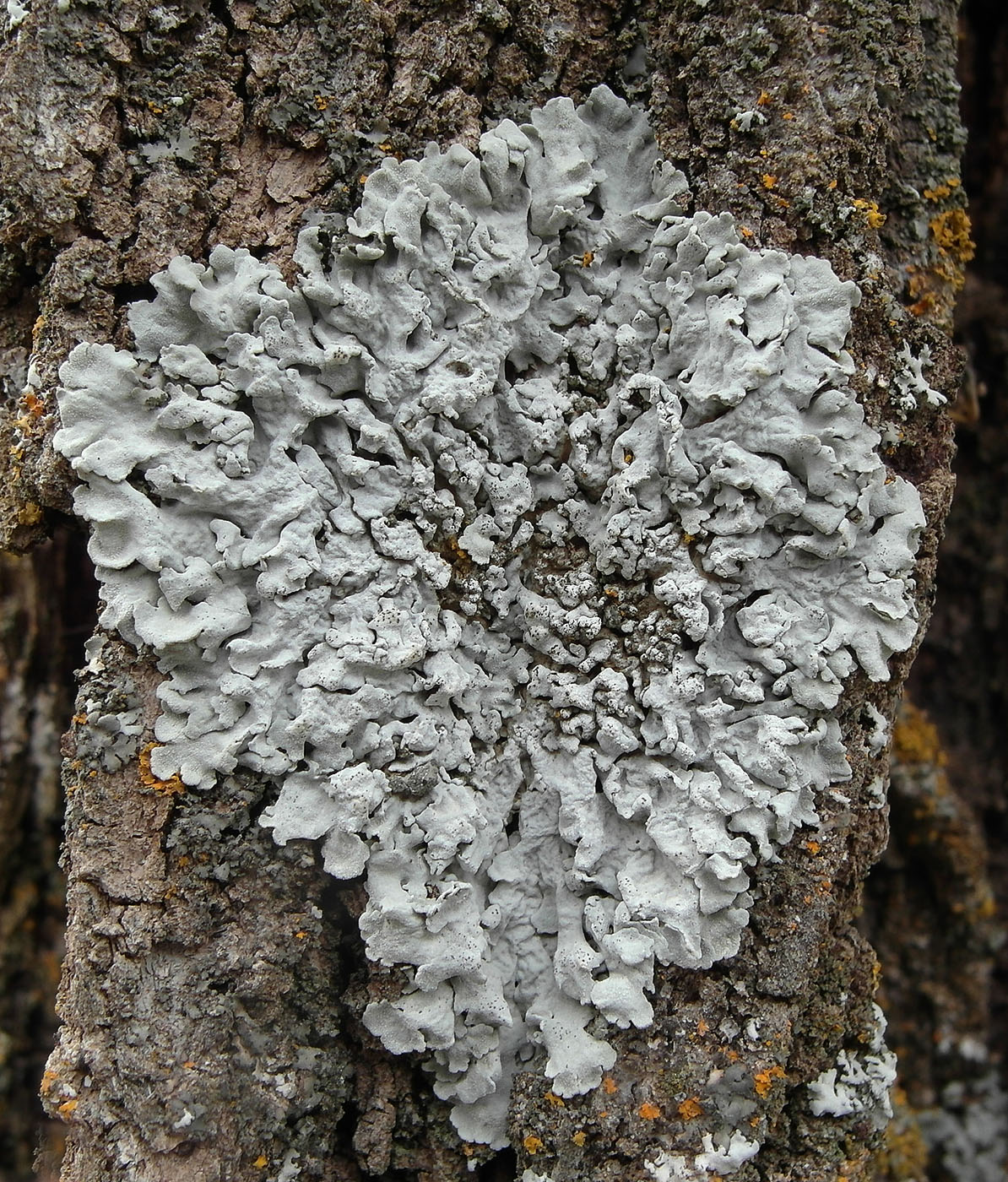 Image of Physcia biziana specimen.