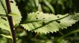 Senecio nemorensis. Средний стеблевой лист. В пазухах листьев видны листочки пазушных побегов. Пинежский р-н Архангельской обл., начало августа.