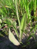 Pilosella &times; glomerata