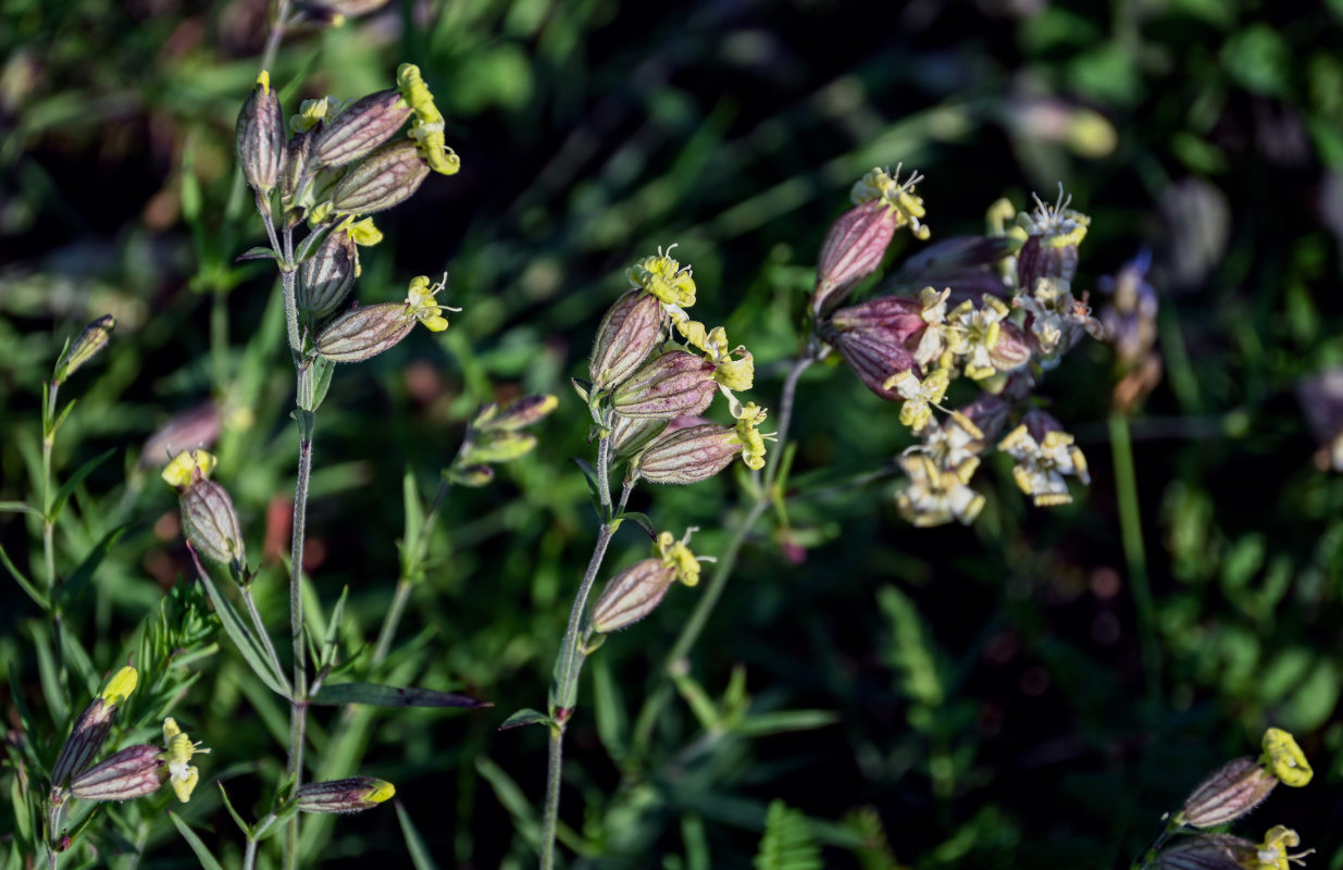 Image of Silene amoena specimen.
