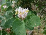 Lonicera nummulariifolia. Верхушка побега с соцветиями. Узбекистан, Навоийская обл., Нуратинские горы, северный склон хр. Актау, горы Бахильтау, ур. Чархансай. 10.05.2013.