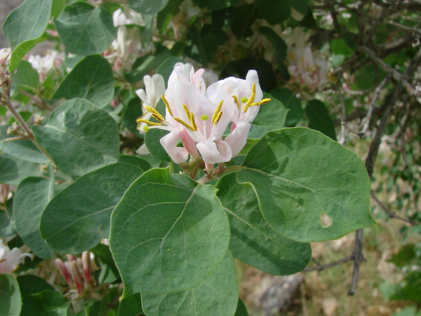 Изображение особи Lonicera nummulariifolia.