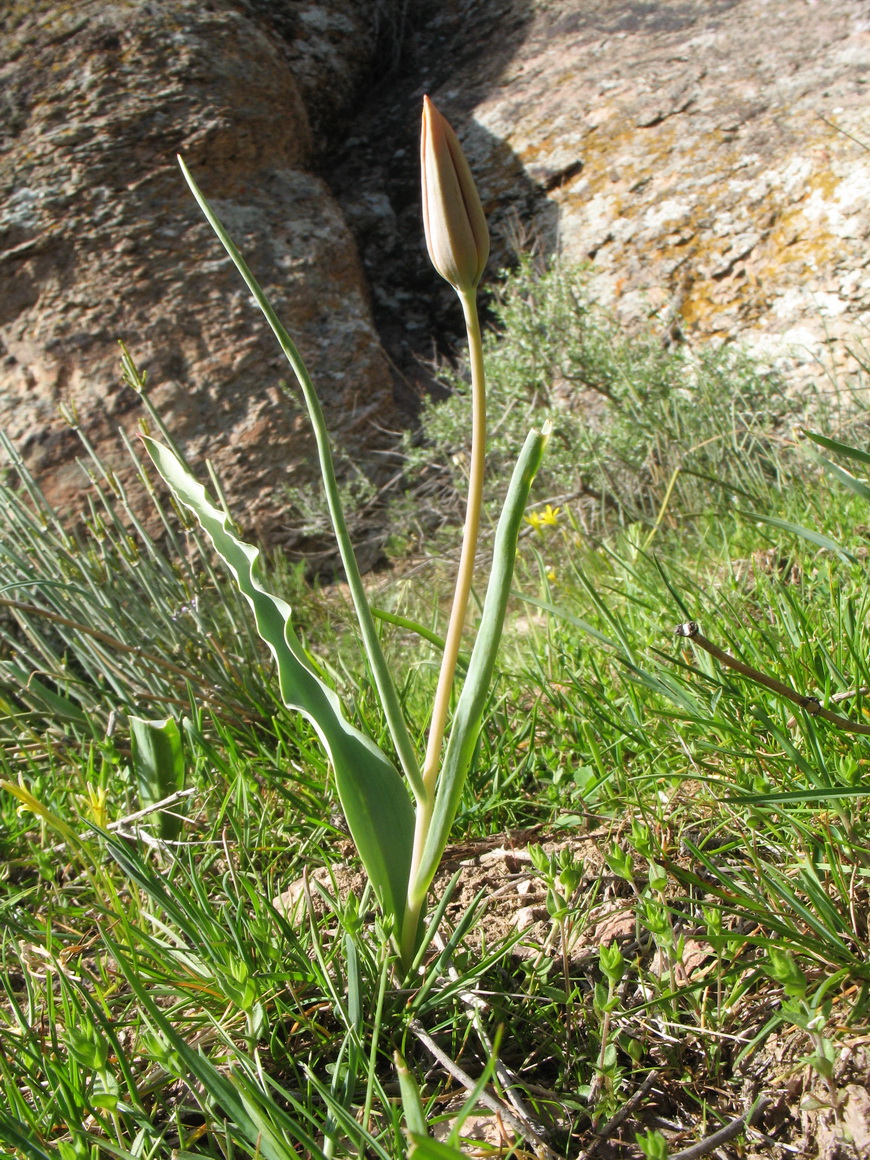 Изображение особи Tulipa jansii.