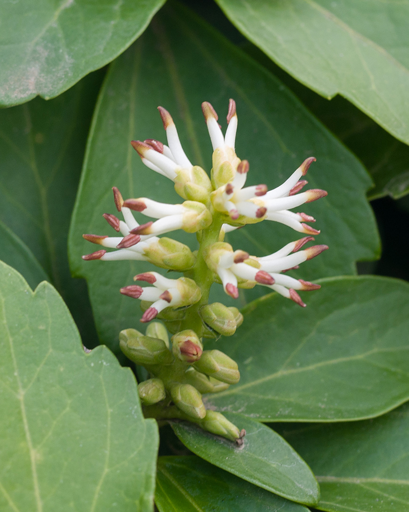 Изображение особи Pachysandra terminalis.