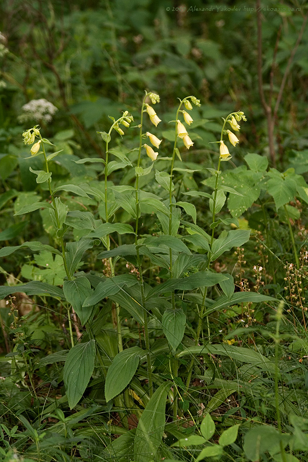 Изображение особи Digitalis grandiflora.